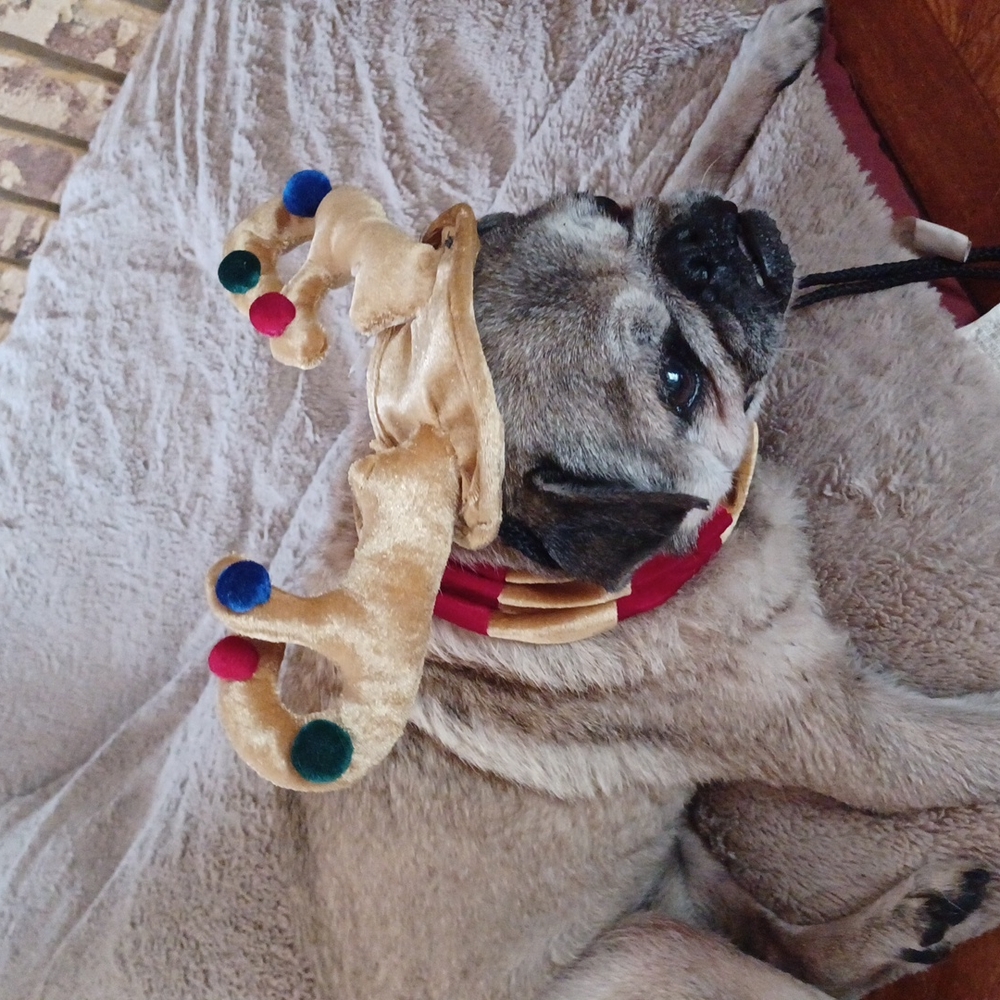 Small medium dog costume christmas reindeer gold red hat holiday
